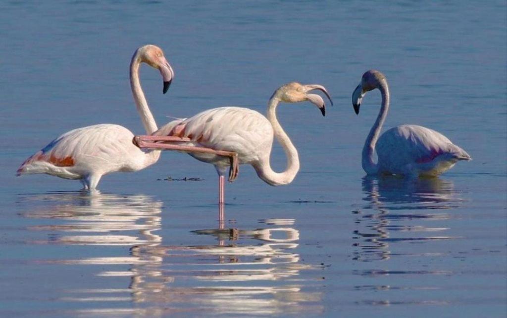 O Cantinho Da Ria Torreira Dış mekan fotoğraf